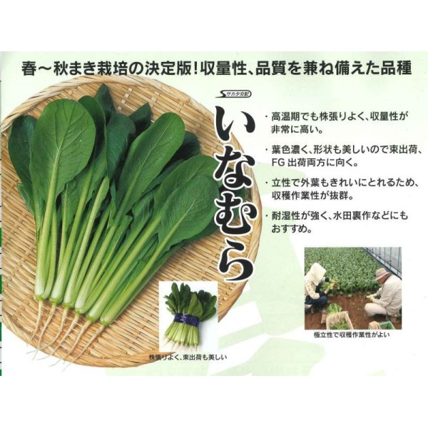 画像2: [小松菜]　いなむら　20ml　サカタのタネ（株） (2)