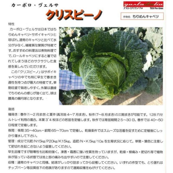 画像2: [イタリア野菜]　クリスピーノ　50粒　トキタ種苗（株） (2)