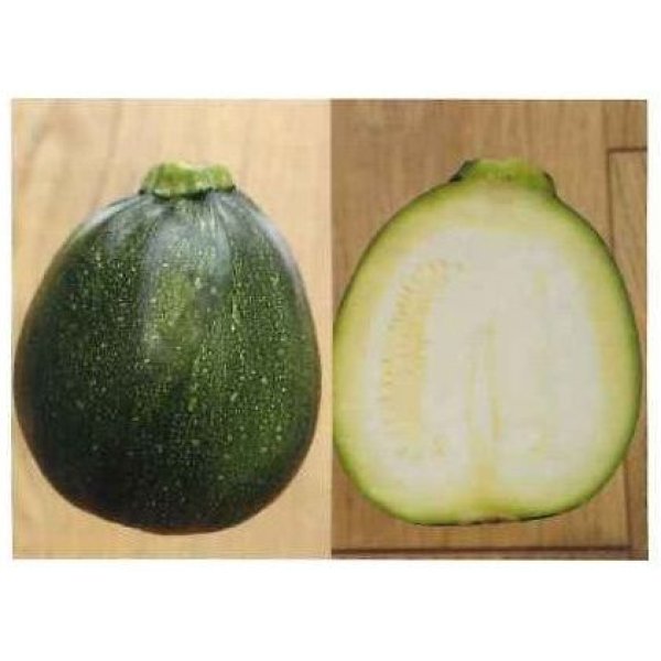 画像4: 送料無料　[ズッキーニ]　パリーノシリーズ　10粒　ネロ　トキタ種苗(株) (4)