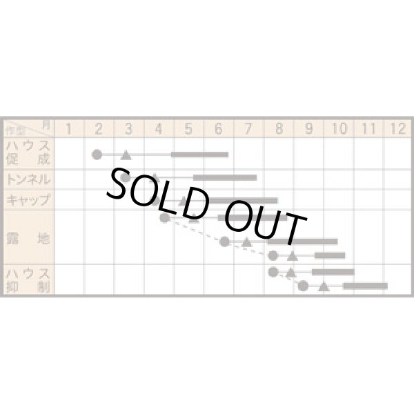 画像7: 送料無料　[ズッキーニ]　パリーノシリーズ　10粒　ネロ　トキタ種苗(株) (7)