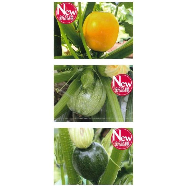 画像3: 送料無料　[ズッキーニ]　パリーノシリーズ　10粒　ネロ　トキタ種苗(株) (3)