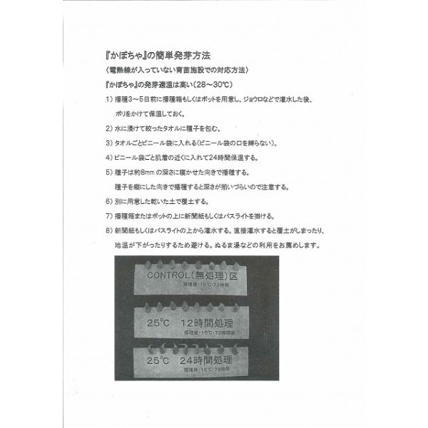 画像5: 送料無料　[かぼちゃ]　恋するマロン　9粒　カネコ種苗（株） (5)