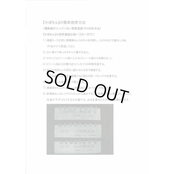 画像5: 送料無料　[かぼちゃ]　恋するマロン　9粒　カネコ種苗（株） (5)