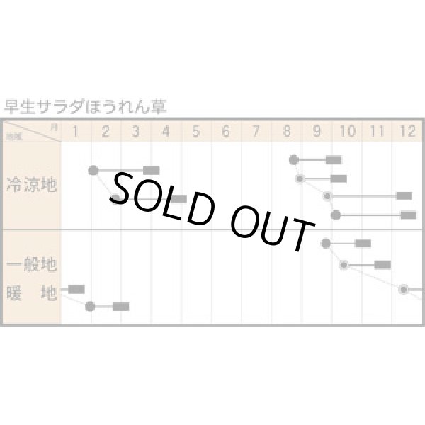 画像2: [ほうれんそう]　早生サラダ　1L　トキタ種苗（株） (2)