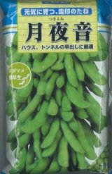 画像: [枝豆]　月夜音　1L　雪印種苗(株)