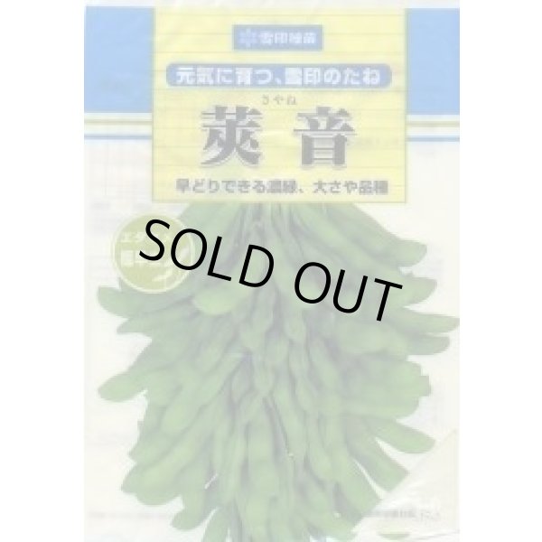 画像1: [枝豆]　莢音　1L　雪印種苗(株) (1)