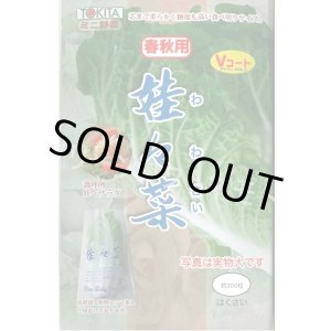 画像: 送料無料　[白菜]　娃々菜　春秋用　1g(約300粒)　トキタ種苗(株)