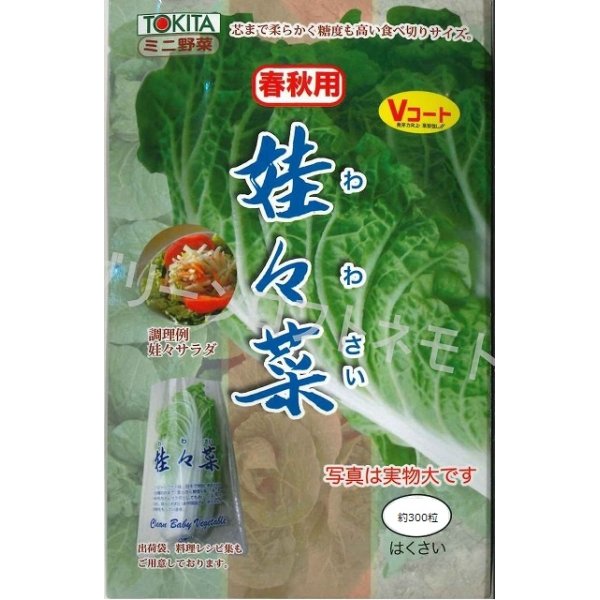 画像1: [白菜]　娃々菜　春秋用　1g（約300粒）　トキタ種苗（株） (1)