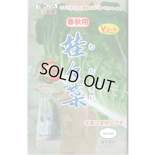 画像1: 送料無料　[白菜]　娃々菜　春秋用　1g(約300粒)　トキタ種苗(株) (1)