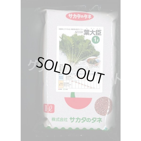画像1: [大根] 葉ダイコン 葉大臣 1L (株)サカタのタネ (1)