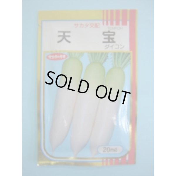 画像1: 送料無料 [大根] 天宝 20ml (株)サカタのタネ (1)