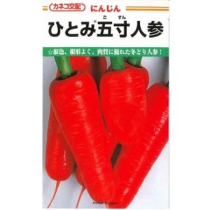 画像: 送料無料　[人参]　ひとみ五寸人参　20ml　カネコ種苗（株）