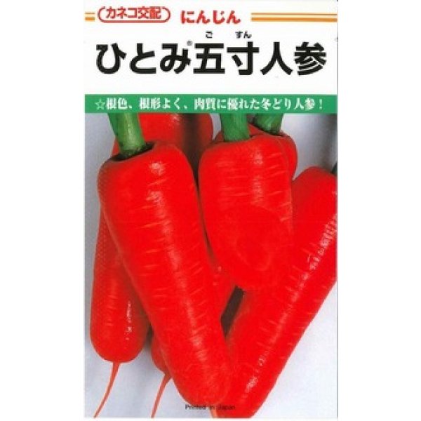 画像1: [人参] ひとみ五寸人参 20ml カネコ種苗（株） (1)