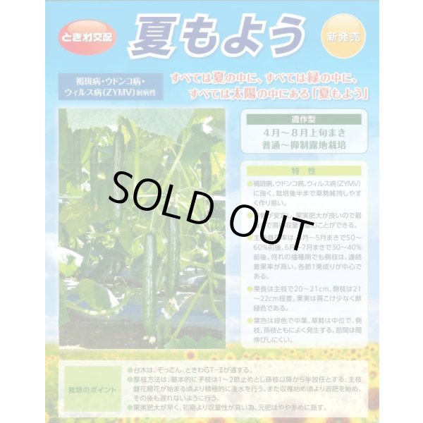 画像2: 送料無料　[キュウリ]　夏もよう　350粒　(株)ときわ研究場 (2)