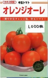 画像: 送料無料　[トマト/中玉トマト]　オレンジオーレ　1000粒　カネコ交配