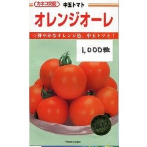 画像: 送料無料　[トマト/中玉トマト]　オレンジオーレ　1000粒　カネコ交配