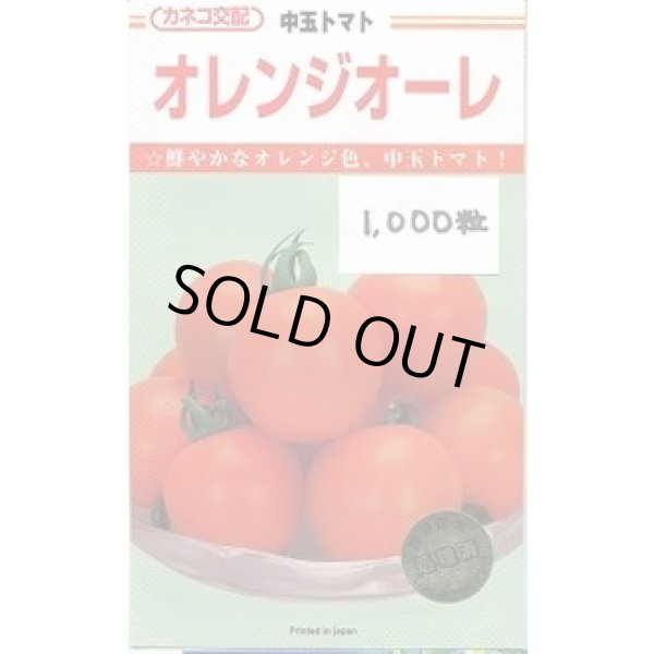 画像1: 送料無料　[トマト/中玉トマト]　オレンジオーレ　1000粒　カネコ種苗（株） (1)