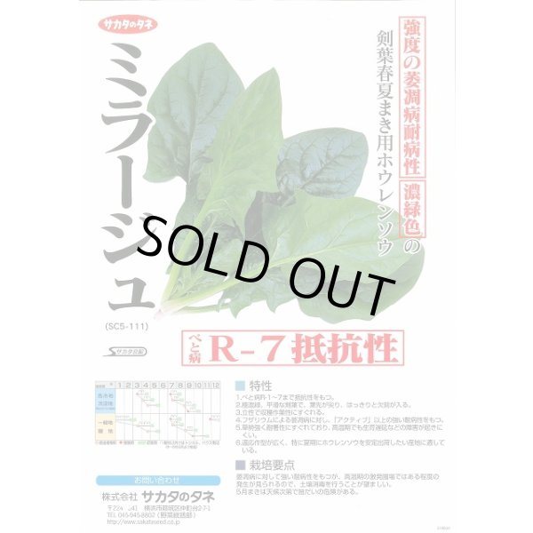 画像2: [ほうれんそう] ミラージュ 種子サイズ：L 2万粒 （株）サカタのタネ (2)