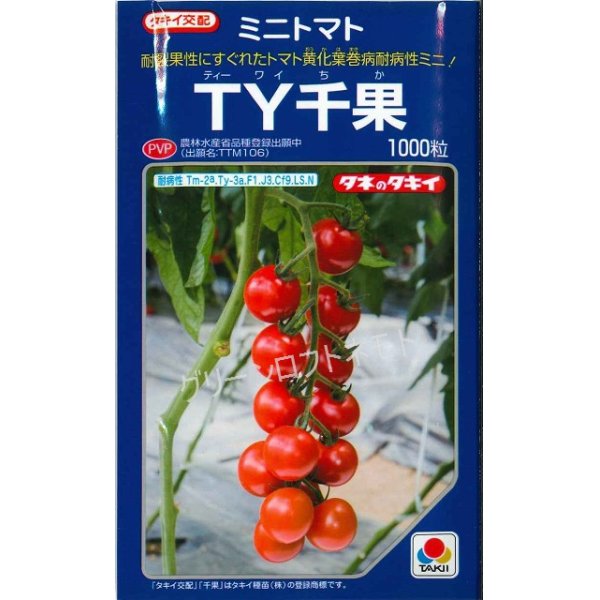 画像1: [トマト/ミニトマト]　送料無料！　ＴＹ千果　 1000粒　タキイ種苗（株） (1)