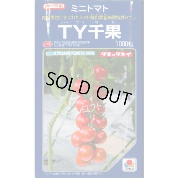 画像1: 送料無料　[トマト/ミニトマト]　ＴＹ千果　1000粒　タキイ種苗(株) (1)