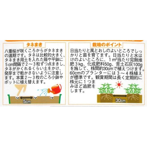 画像2: 花の種　百日草 天人菊咲きソンブレロ　約40粒　サカタのタネ（株）実咲200 (2)