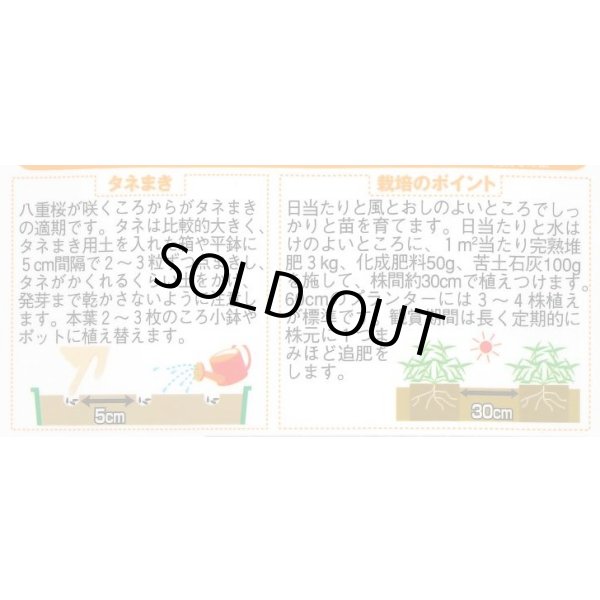 画像2: 送料無料　花の種　百日草　天人菊咲きソンブレロ　約40粒　(株)サカタのタネ　実咲200（026353） (2)