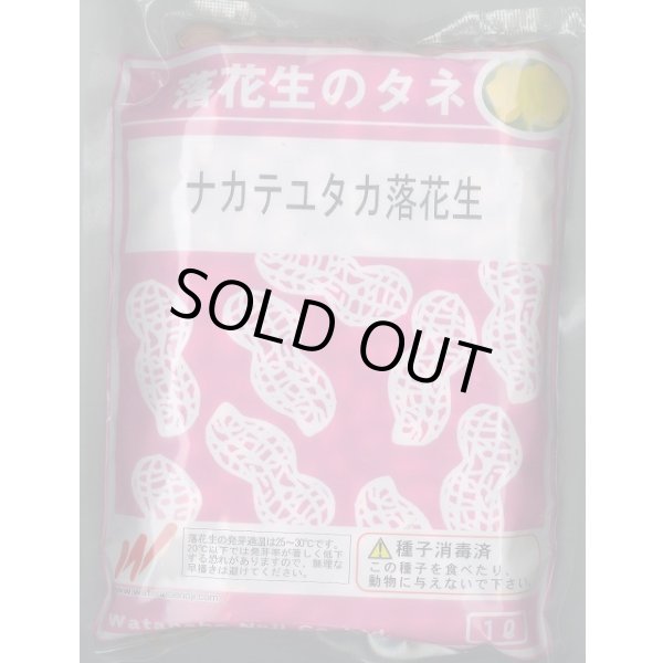 画像1: [落花生]　ナカテユタカ　1L(約590粒)　渡辺農事（株） (1)