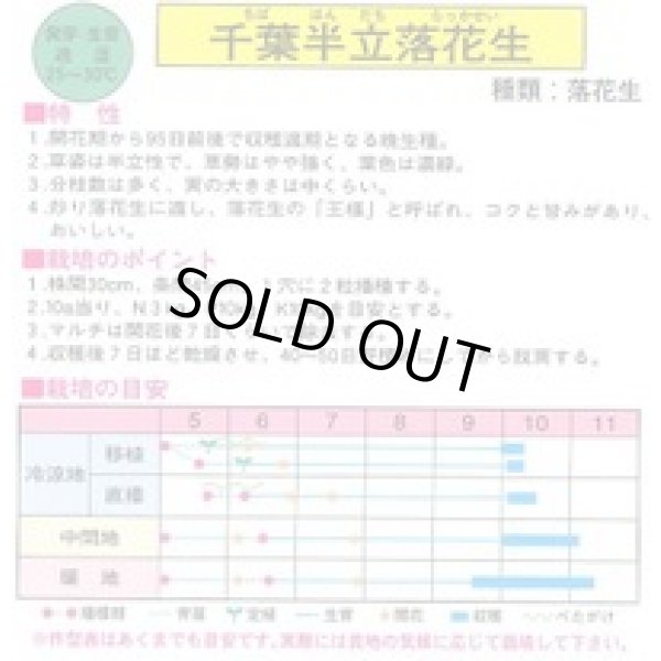 画像2: 送料無料　[落花生]　千葉半立　1dl　(およそ70粒)渡辺農事（株） (2)