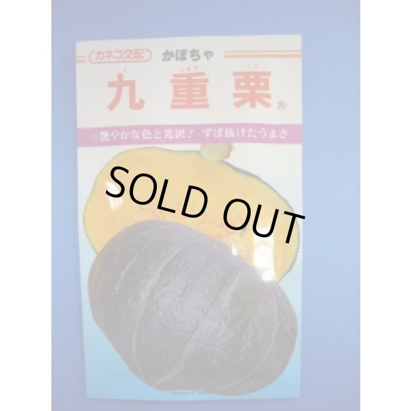 画像1: 送料無料　[かぼちゃ]　九重栗　10粒　カネコ種苗（株） (1)