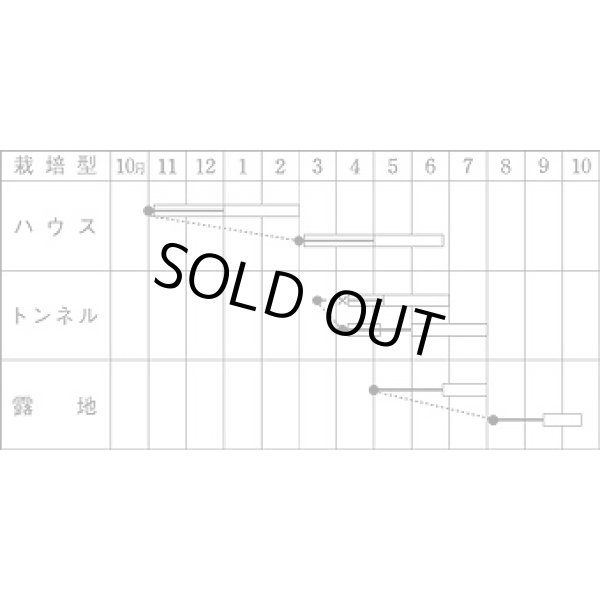 画像2: [いんげん] ケンタッキー101 1L タキイ種苗 (2)