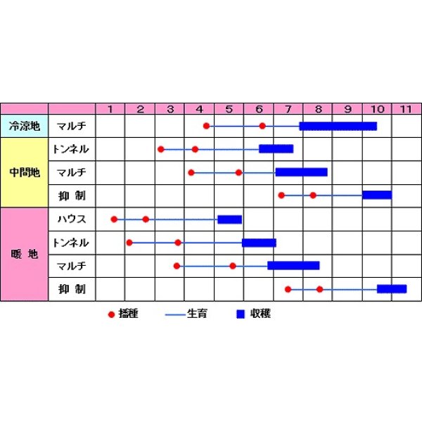 画像2: [とうもろこし]　あまいんです８８　2000粒　渡辺農事（株） (2)