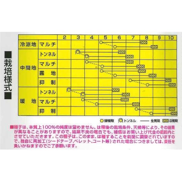 画像2: [とうもろこし]　わくわくコーン88　2000粒　カネコ交配 (2)