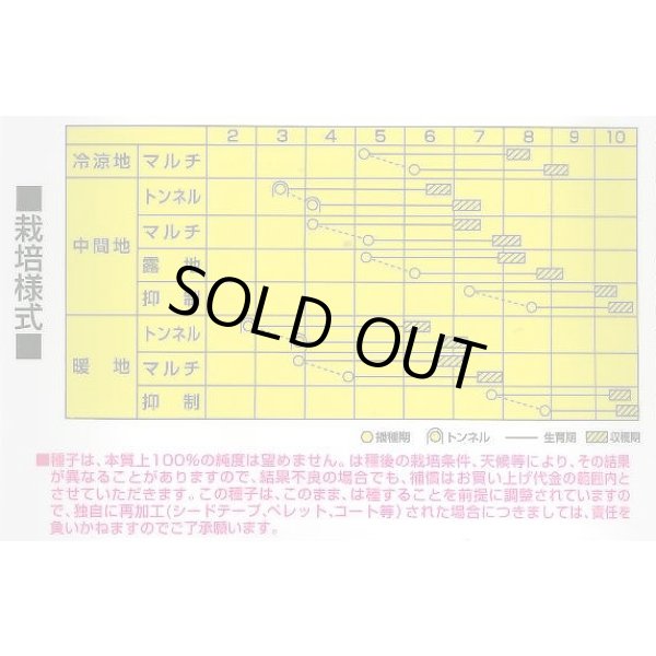 画像2: [とうもろこし]　わくわくコーン88　2000粒　カネコ種苗（株） (2)