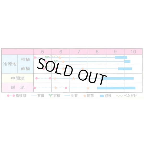 画像2: [落花生]　ナカテユタカ　1L(約590粒)　渡辺農事（株） (2)