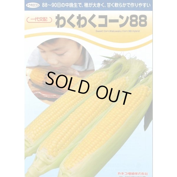 画像3: [とうもろこし]　わくわくコーン88　2000粒　カネコ種苗（株） (3)