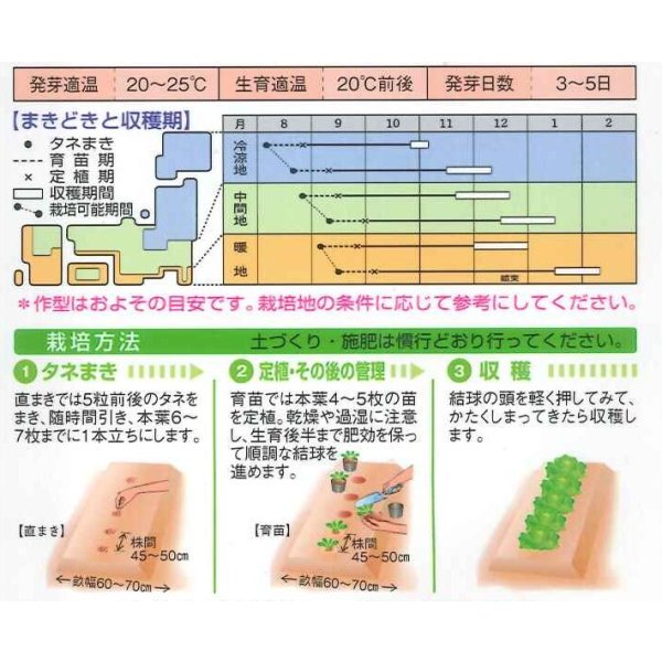 画像2: 送料無料　[白菜]　金将二号　2.2ml(およそ280粒)　タキイ種苗(株)　DF (2)