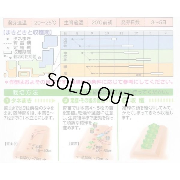 画像2: [白菜]　金将二号　2.2ｍｌ（およそ370粒）　タキイ種苗（株）　DF (2)