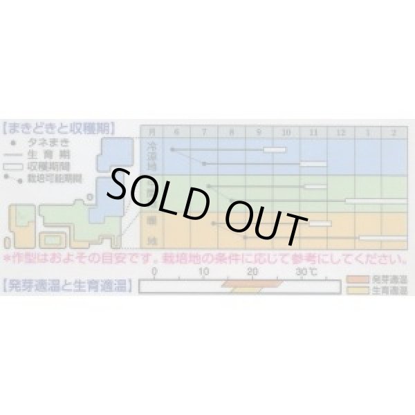 画像3: [シーダー種子]　人参　本紅金時　1粒×6cm間隔 (3)