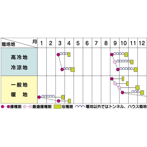 画像4: [ほうれんそう] ドンキー 種子サイズ：M 3万粒 （株）サカタのタネ (4)