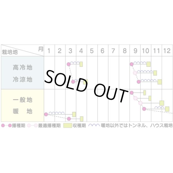 画像4: 送料無料　[ほうれんそう]　ドンキー　100ml　(約4000粒)　(株)サカタのタネ　実咲PRO (4)