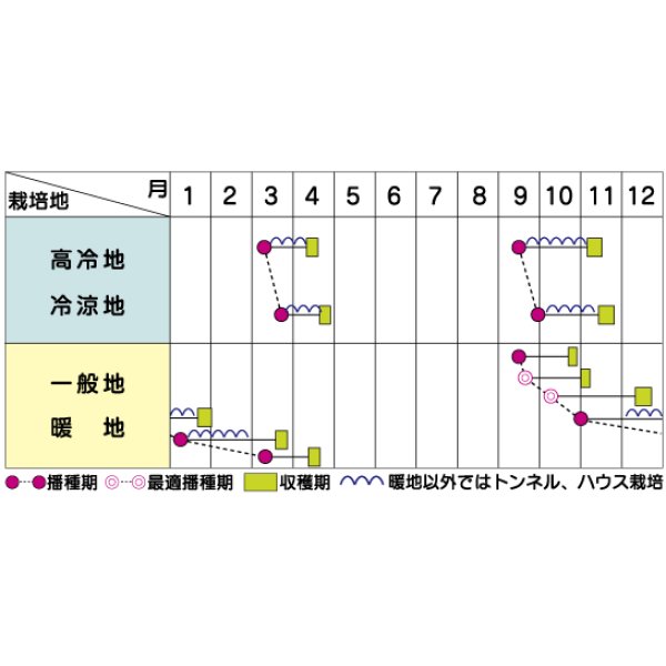 画像4: [ほうれんそう] ゴードン 種子サイズ：M 3万粒 （株）サカタのタネ (4)