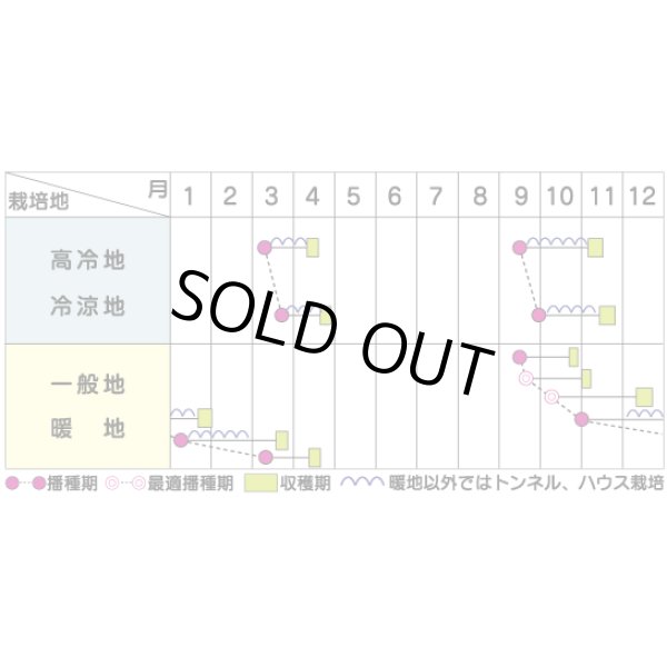 画像4: 送料無料　[ほうれんそう]　ゴードン　100ml　(およそ5500粒)　(株)サカタのタネ　実咲PRO（101532） (4)