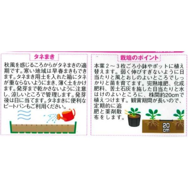 画像2: 送料無料　花の種　パンジー　パシオ　ブロッチミックス　約34粒　(株)サカタのタネ　実咲350（026125） (2)