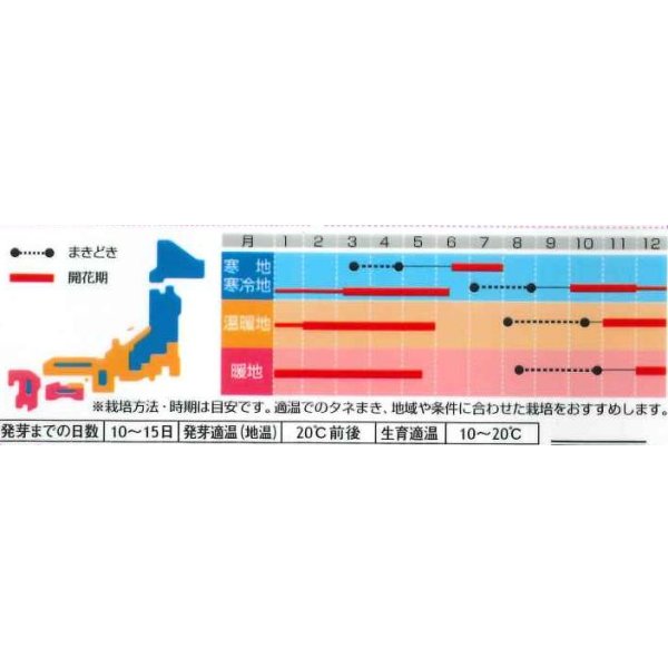 画像3: 送料無料　花の種　パンジー　パシオ　ブロッチミックス　約34粒　(株)サカタのタネ　実咲350（026125） (3)
