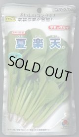 画像: [小松菜] 夏楽天 2dl タキイ種苗(株)