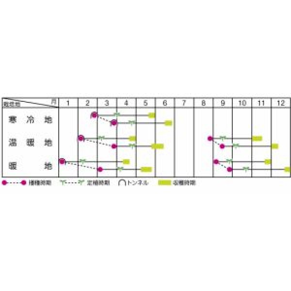 画像2: 送料無料　[レタス]　リーフレタス　グリーン　約1200粒　(株)サカタのタネ　実咲350（003033） (2)
