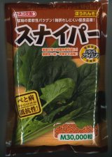 画像: [ほうれんそう]　スナイパー　Ｍサイズ　3万粒　カネコ種苗（株）
