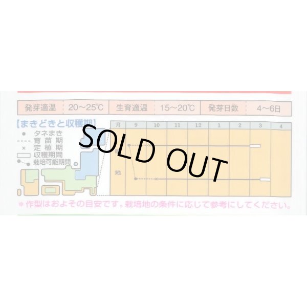 画像4: [キャベツ]　春のかほりSP   150粒　　タキイ種苗（株）　DF (4)