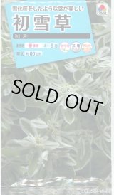 画像: 送料無料　花の種　初雪草　氷河(ひょうが)　1袋(約50粒)　タキイ種苗（株）NL150