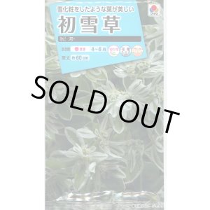 画像: 送料無料　花の種　初雪草　氷河(ひょうが)　1袋(約50粒)　タキイ種苗（株）NL150